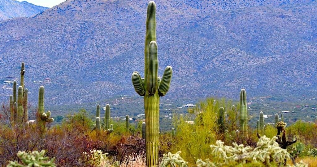 Private 1.5 Hour Horseback Ride in Mesa, Arizona