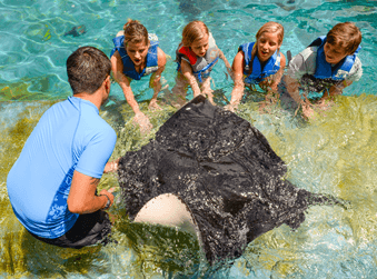 Visitors touching a friendly manta ray in shallow Hawaiian lagoon