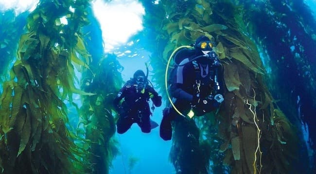 Advanced Diver Course in Monterey, California