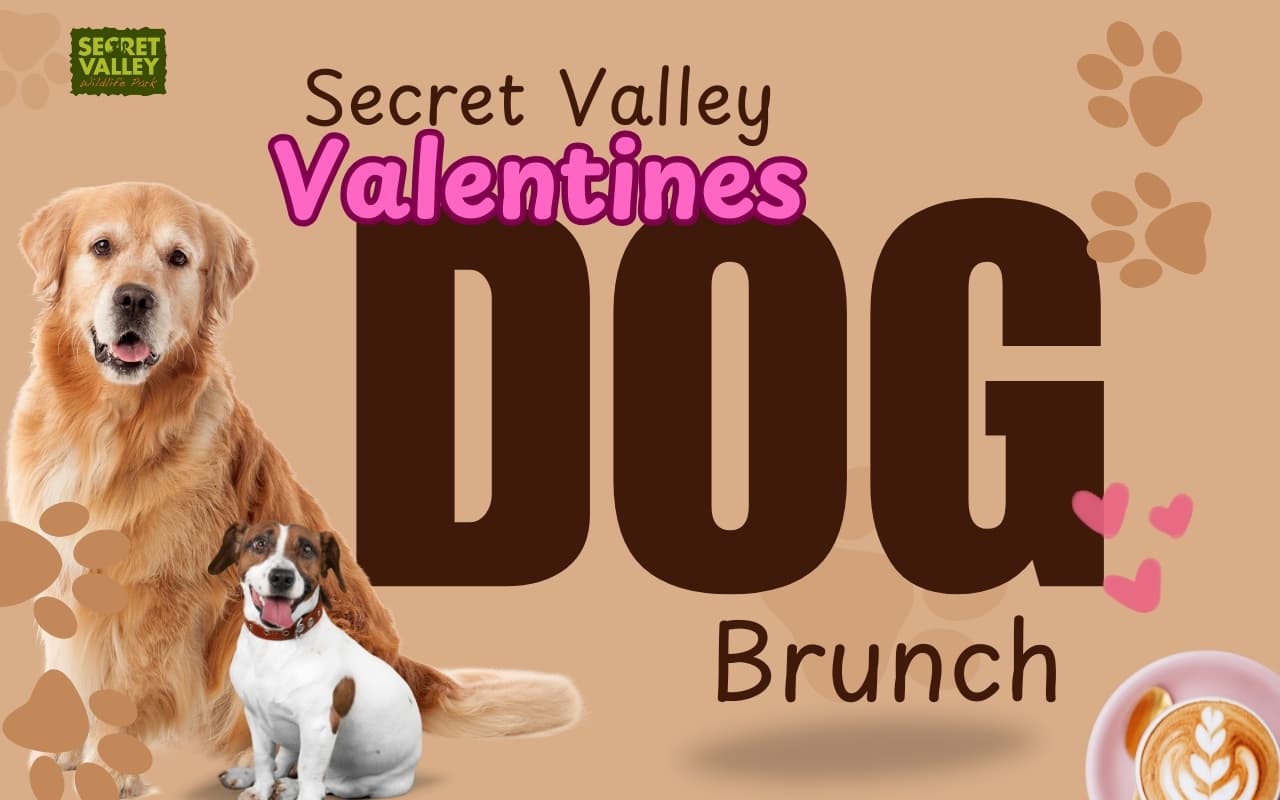 Love Your Dog Day: Valentine’s Outdoor Café Experience in Clonroche, County Wexford photo 1