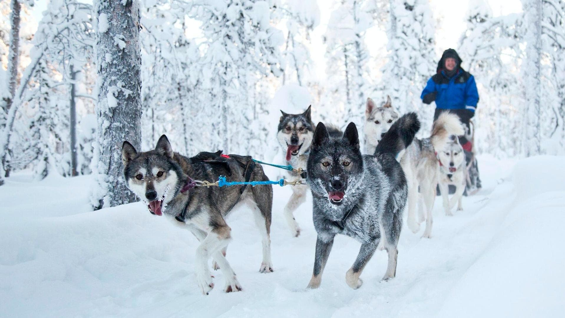 Husky Safari Adventure at Northern Lights Village Saariselkä