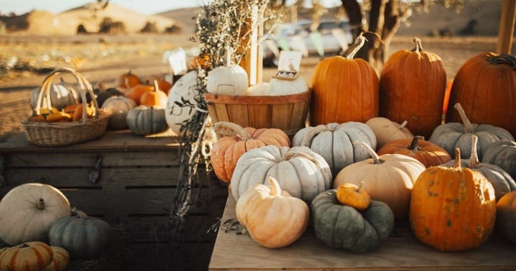 Autumn Pumpkin Patch & Corn Mazes at Three Nunns Farm
