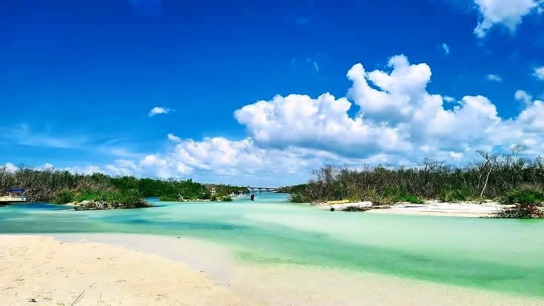 Private Estero Bay Dolphin, Shelling & Sandbar Tour from Fort Myers Beach