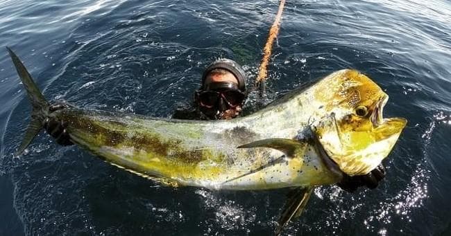 Spearfishing Adventure in Todos Santos, Baja California Sur