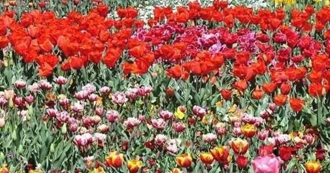 Land Adventure: Canberra Floriade Day Trip with Colourful Collective Travel