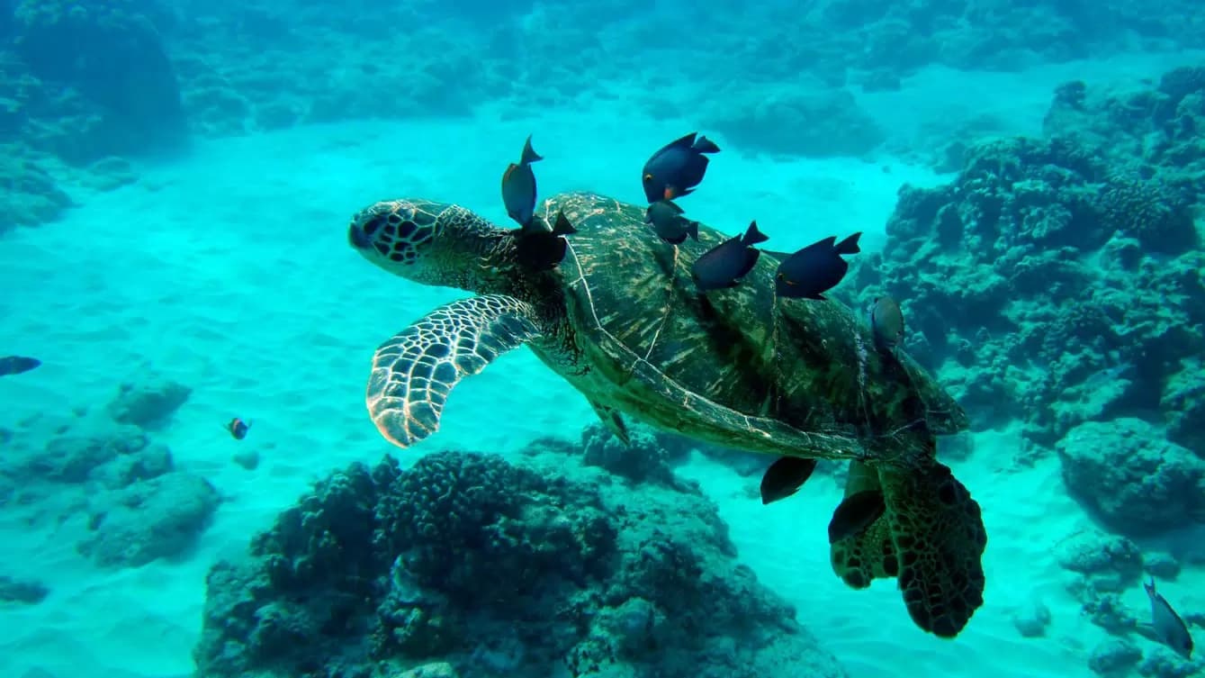 Wild Side Specialty Tours’ Full Day Wildlife Boat Expedition in Waianae photo 1