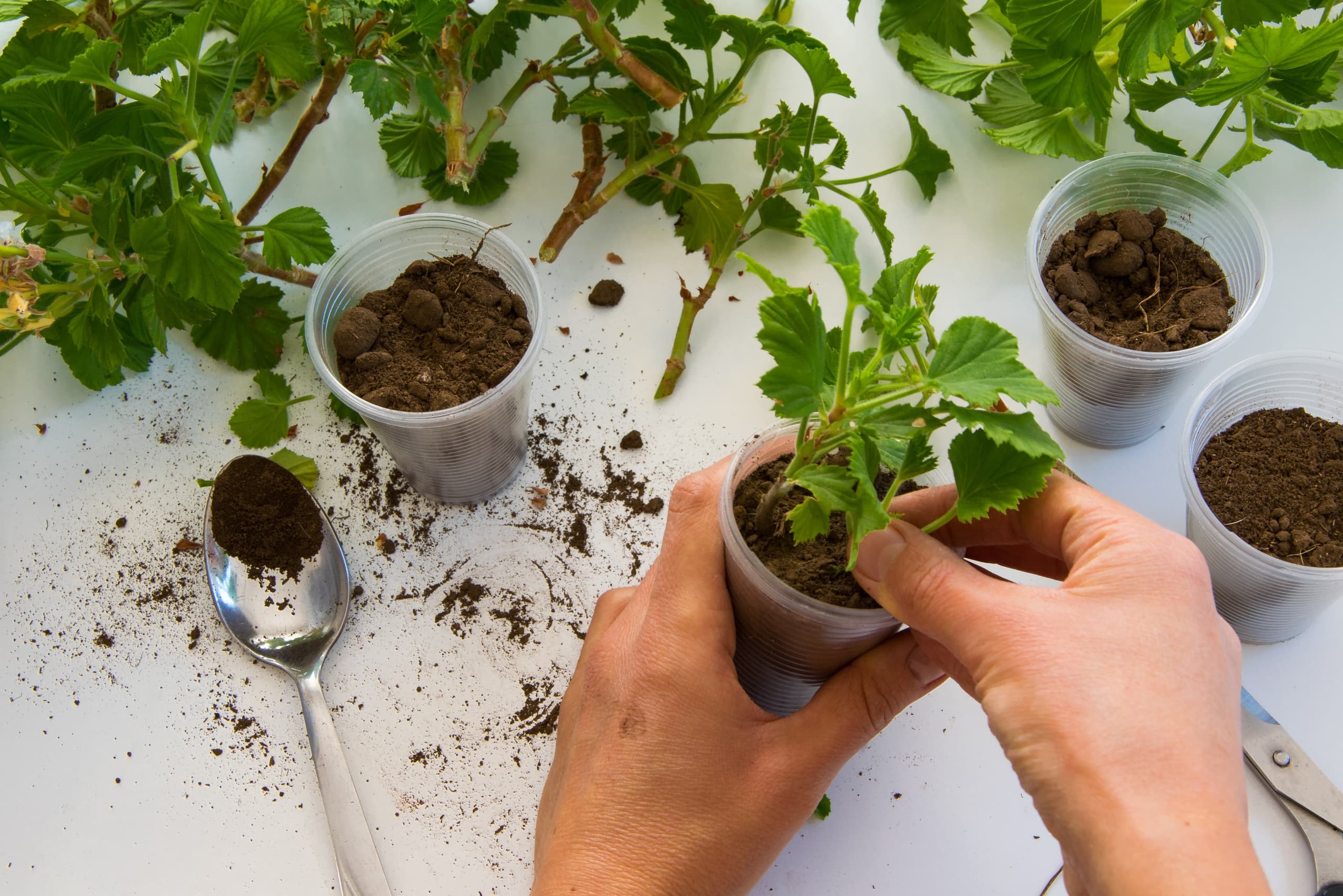 Grow Garden Gold: Plant Propagation Workshop at The Kampong, Miami
