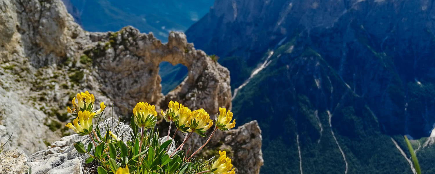 Wildflowers on rocky alpine ledge overlooking deep mountain valley