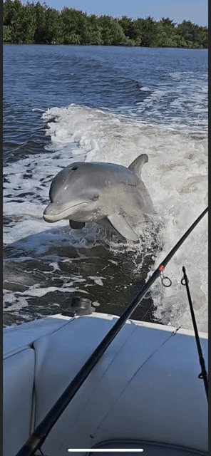 Dolphin breaching beside recreational boat on inland lake wake