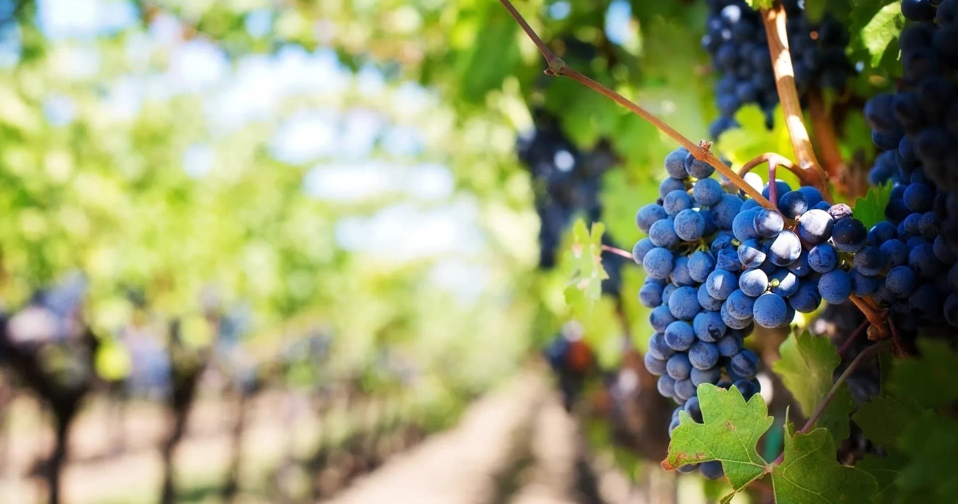 Ripe grapes on vine in sunlit vineyard row, wine tour setting