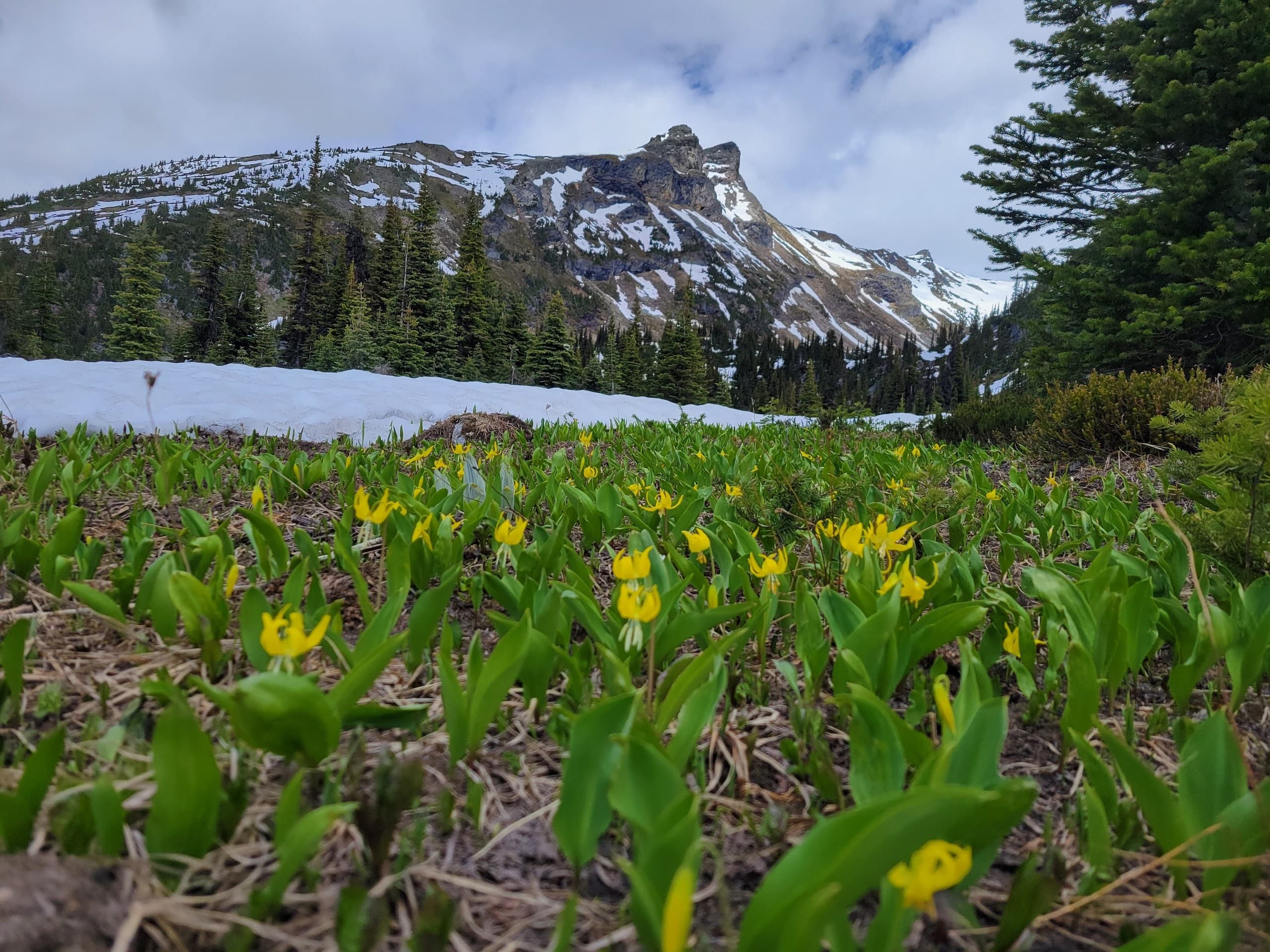 Hiking Adventure at Lilly Meadows with Starry Summit Mountain Adventures
