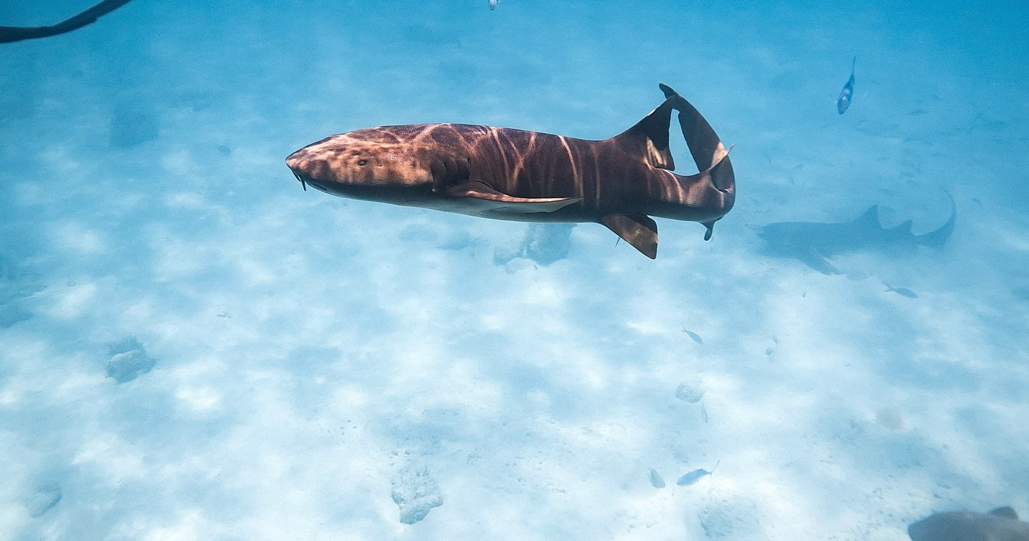 Nurse shark gliding over sandy seabed in clear tropical water
