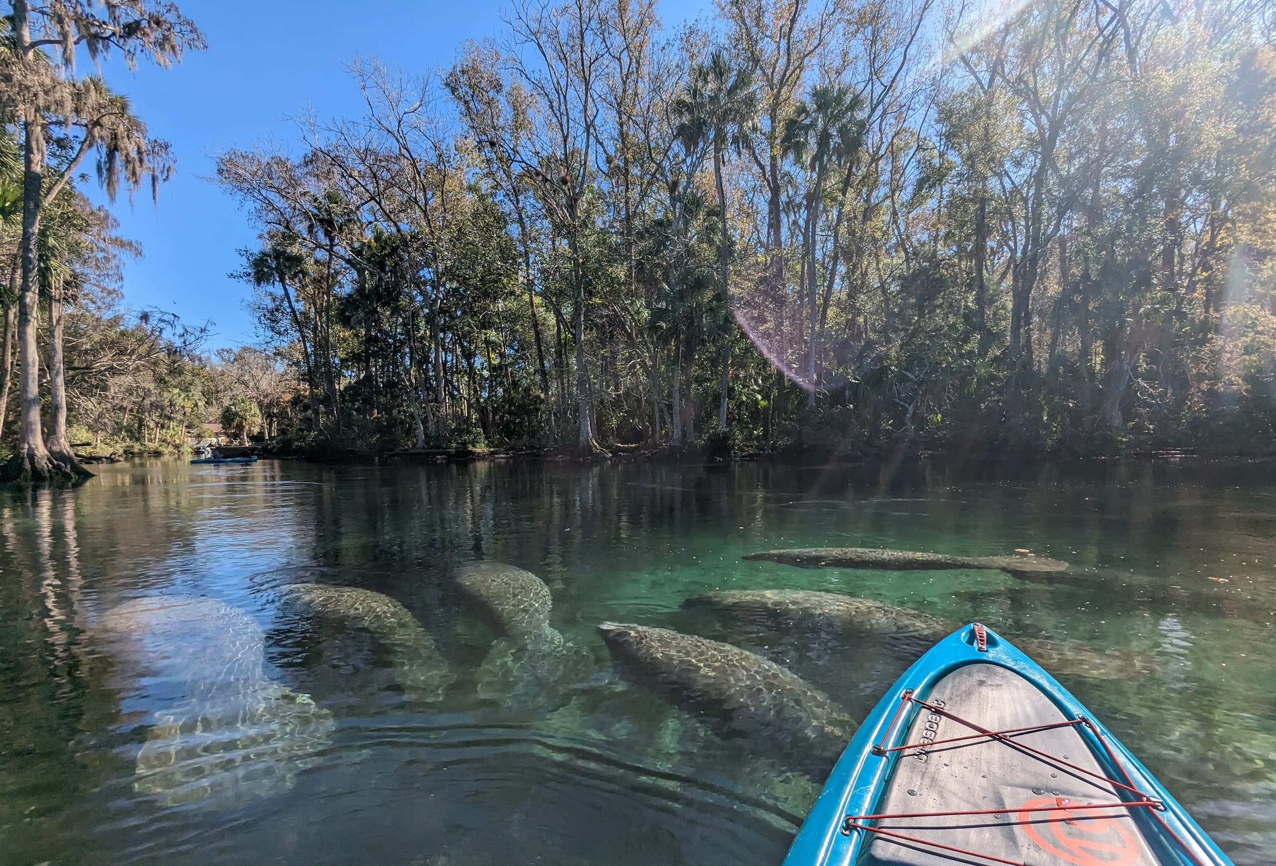 Manatee & Springs Kayak Tour with Nature Coast Eco Tours in Homosassa