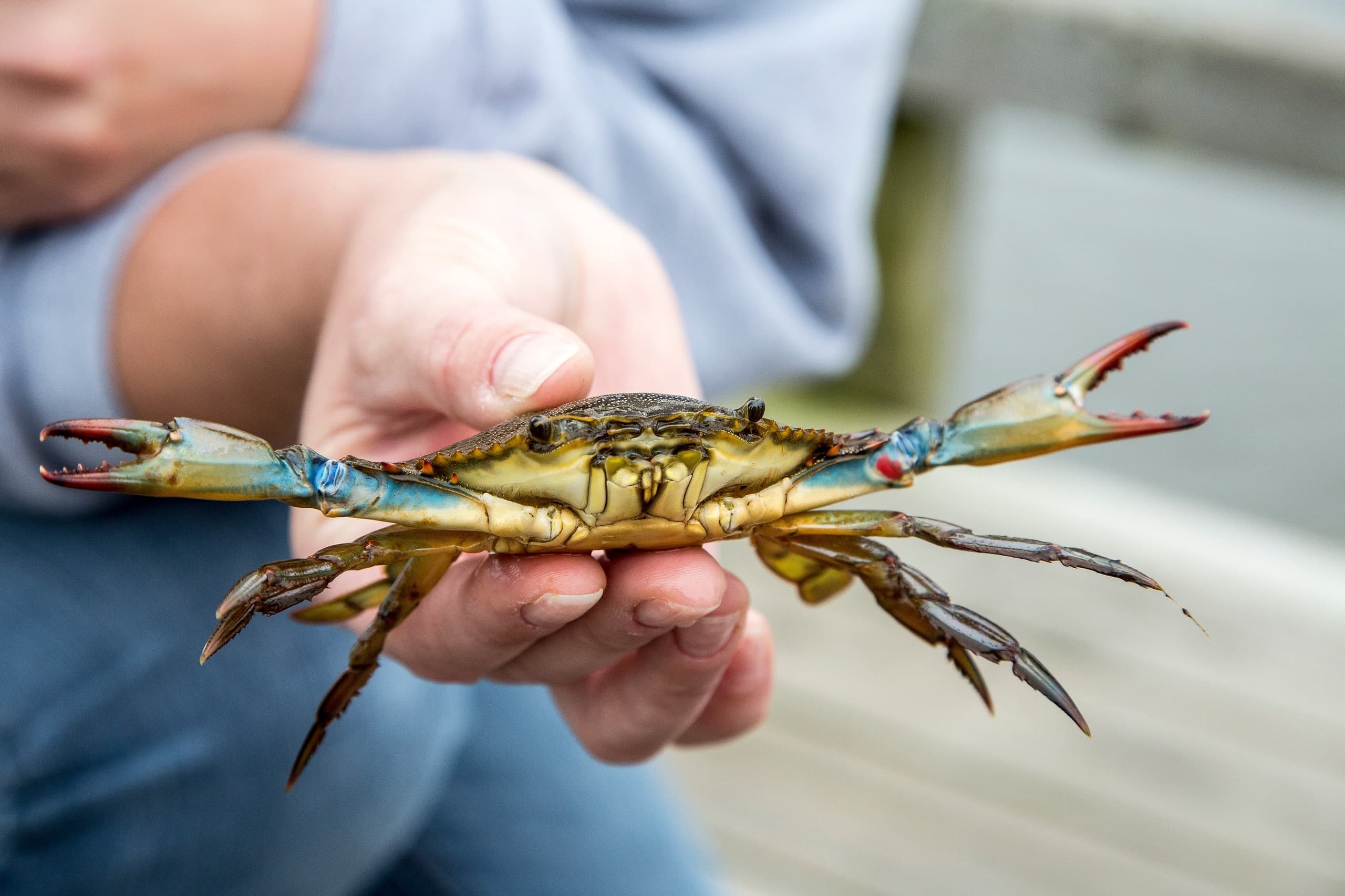 Helm Your Own Mini Speedboat for Coastal Crabbing Off Carolina Beach