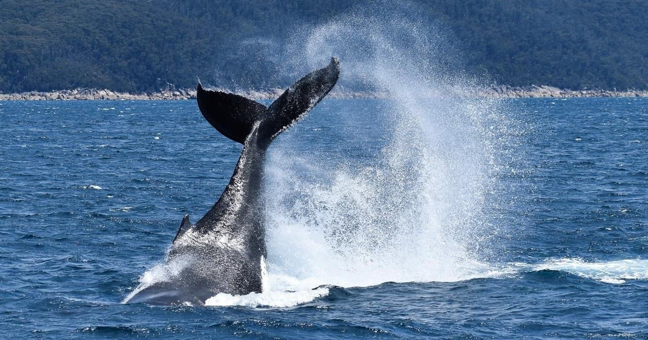 Wilsons Prom Whale Cruise: Whale Watching & Marine Wildlife from Port Welshpool photo 4