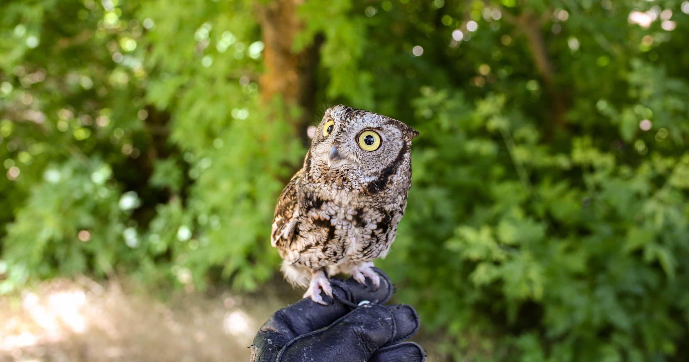 Night Owl Prowl at Ogden Nature Center: Guided After-Dark Owl Walks in Ogden, Utah photo 2
