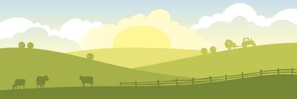 Sunrise pastoral farm landscape with grazing cows on rolling hills