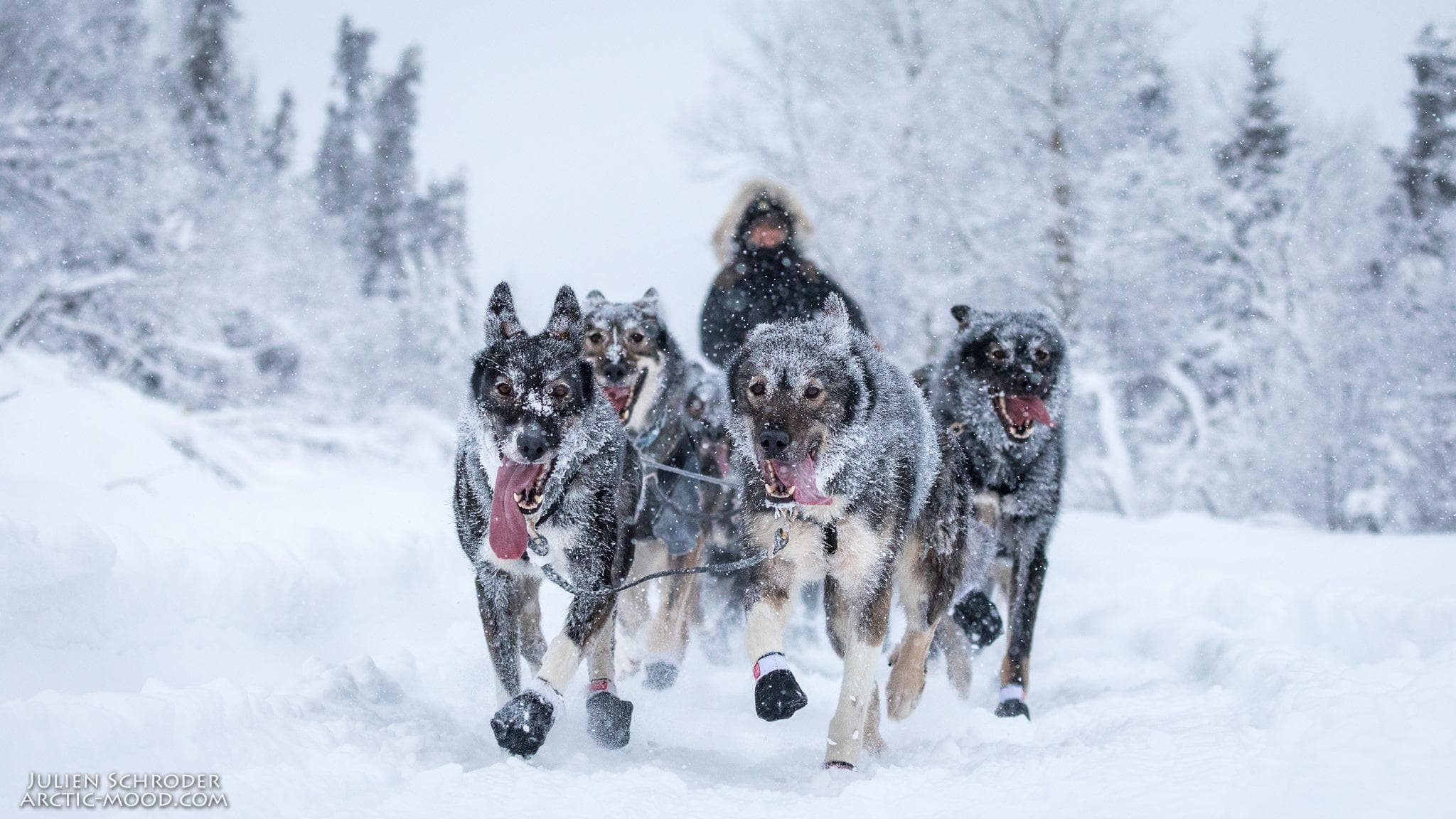Front-facing sled dogs charging through deep snow on trail