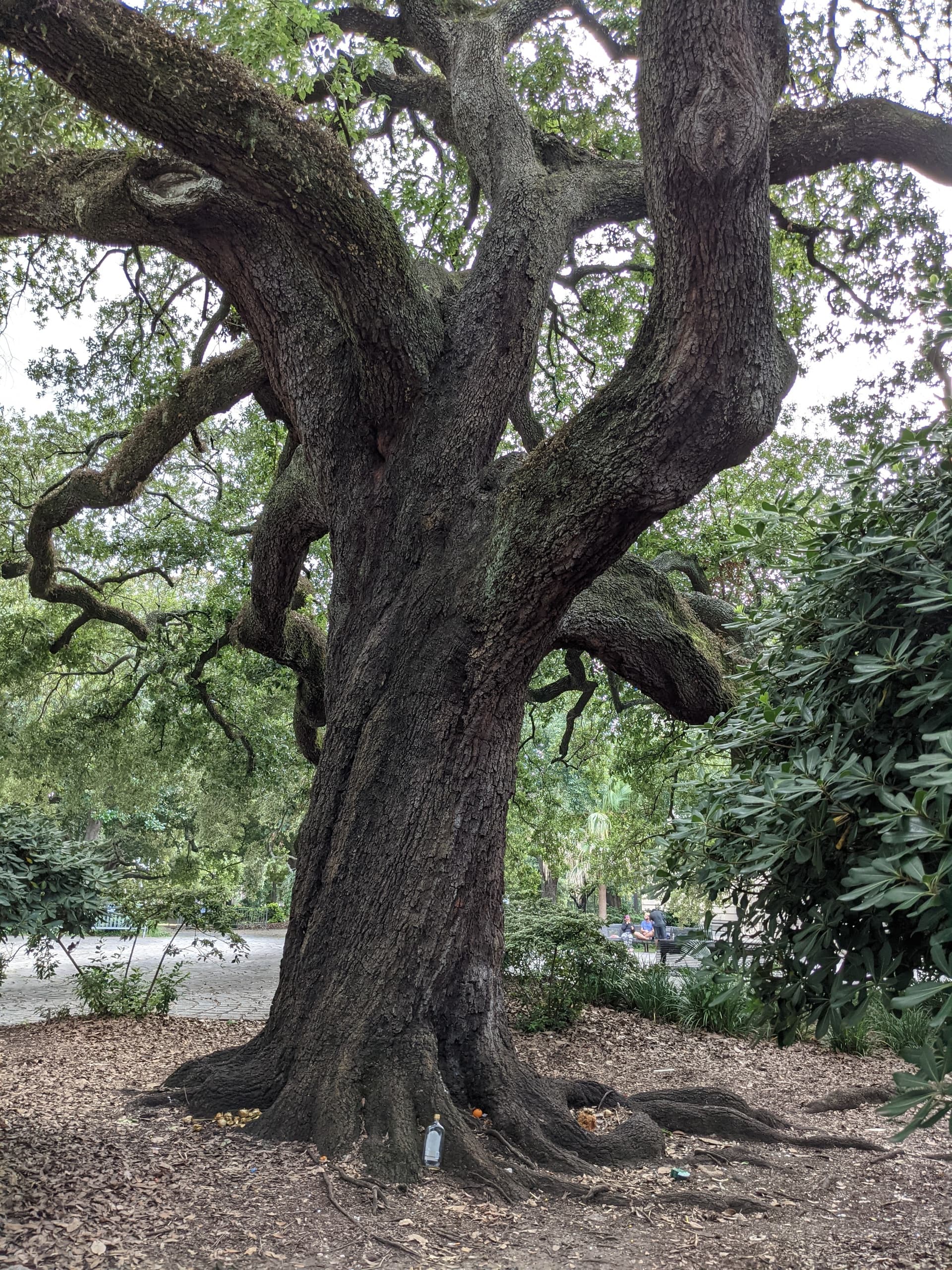 Land Adventures with Voodoo Tour in New Orleans