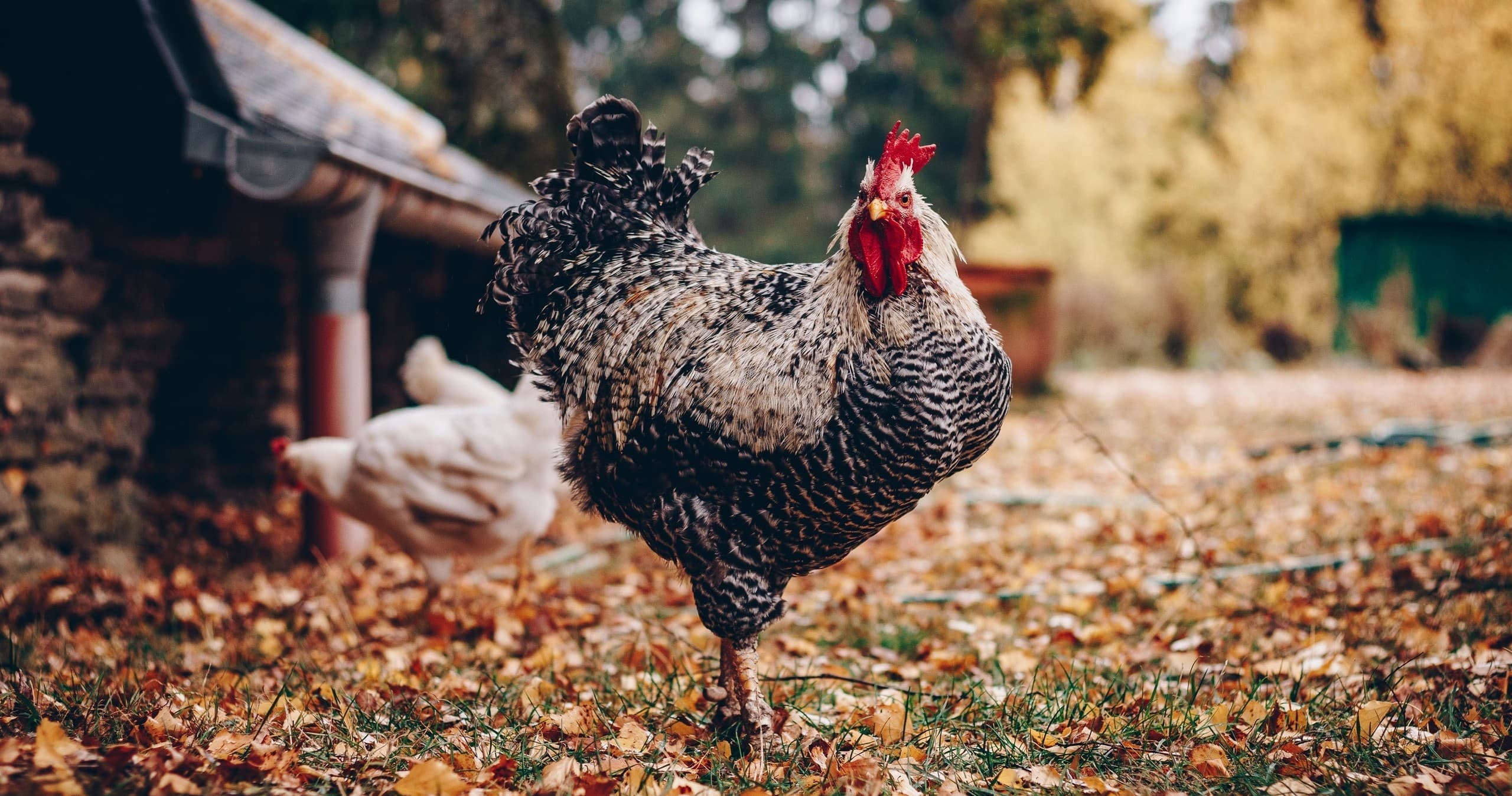 Experience the Charm of a Family-Friendly Farm Visit in San Antonio, Texas