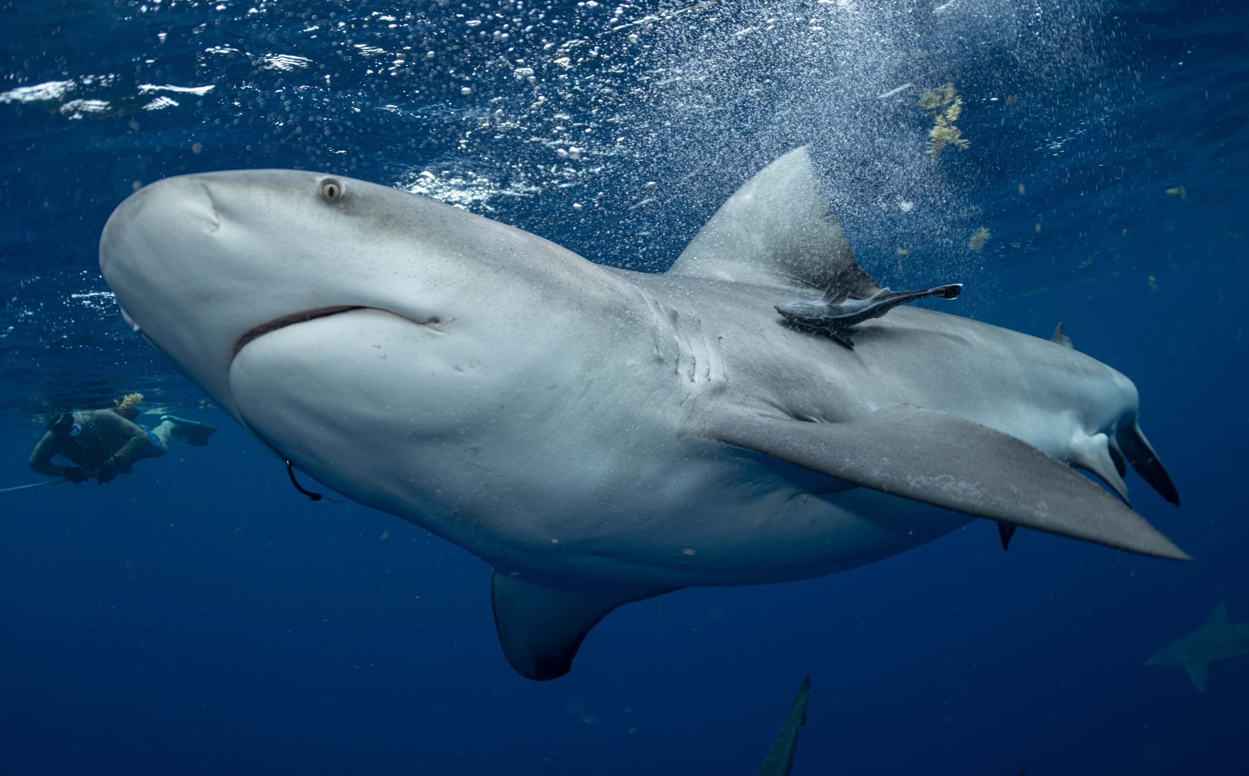 Close-up reef shark swimming near camera in blue open ocean