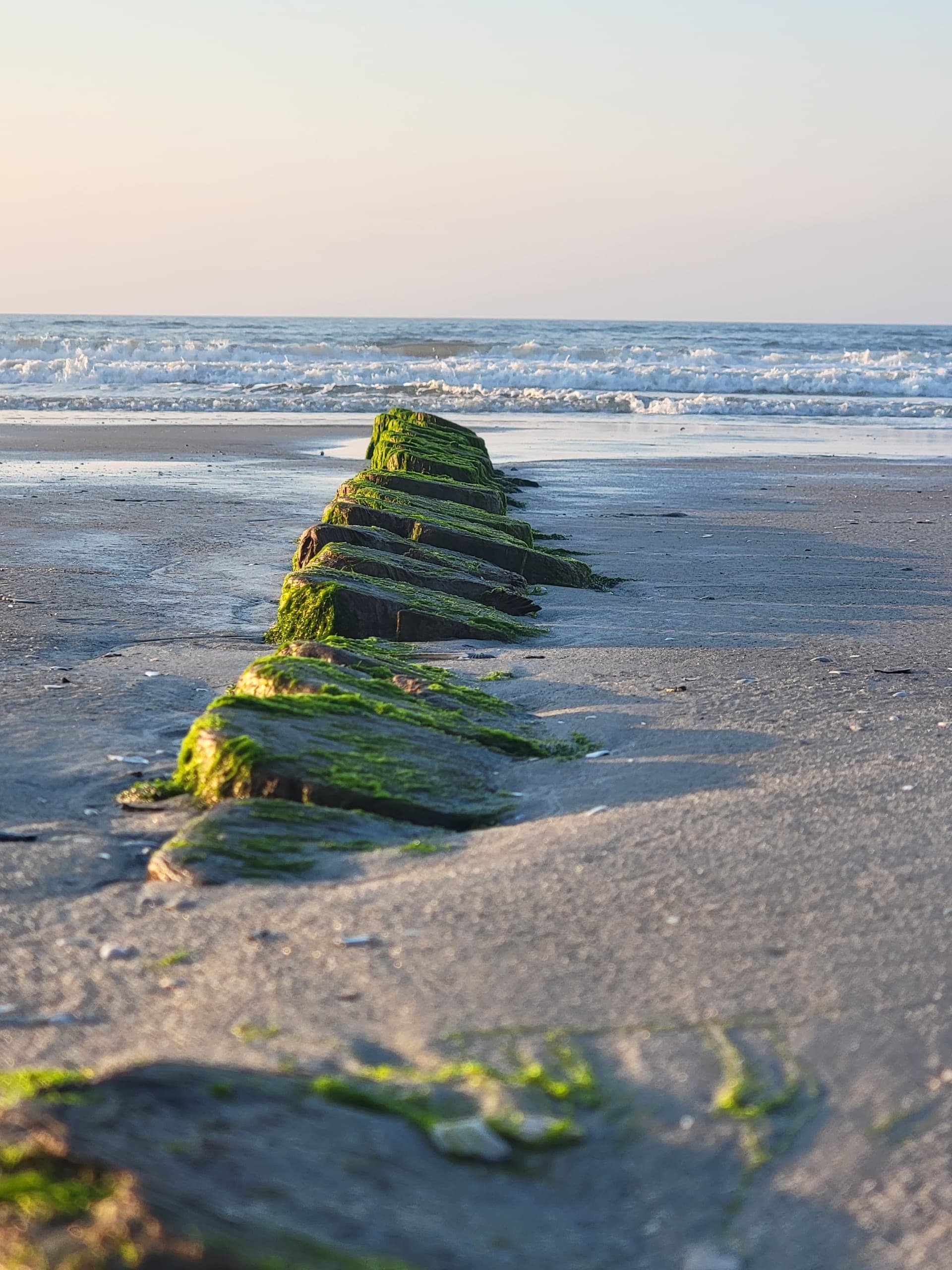 Moss-covered groyne extending to ocean on sandy Atlantic beach at dawn