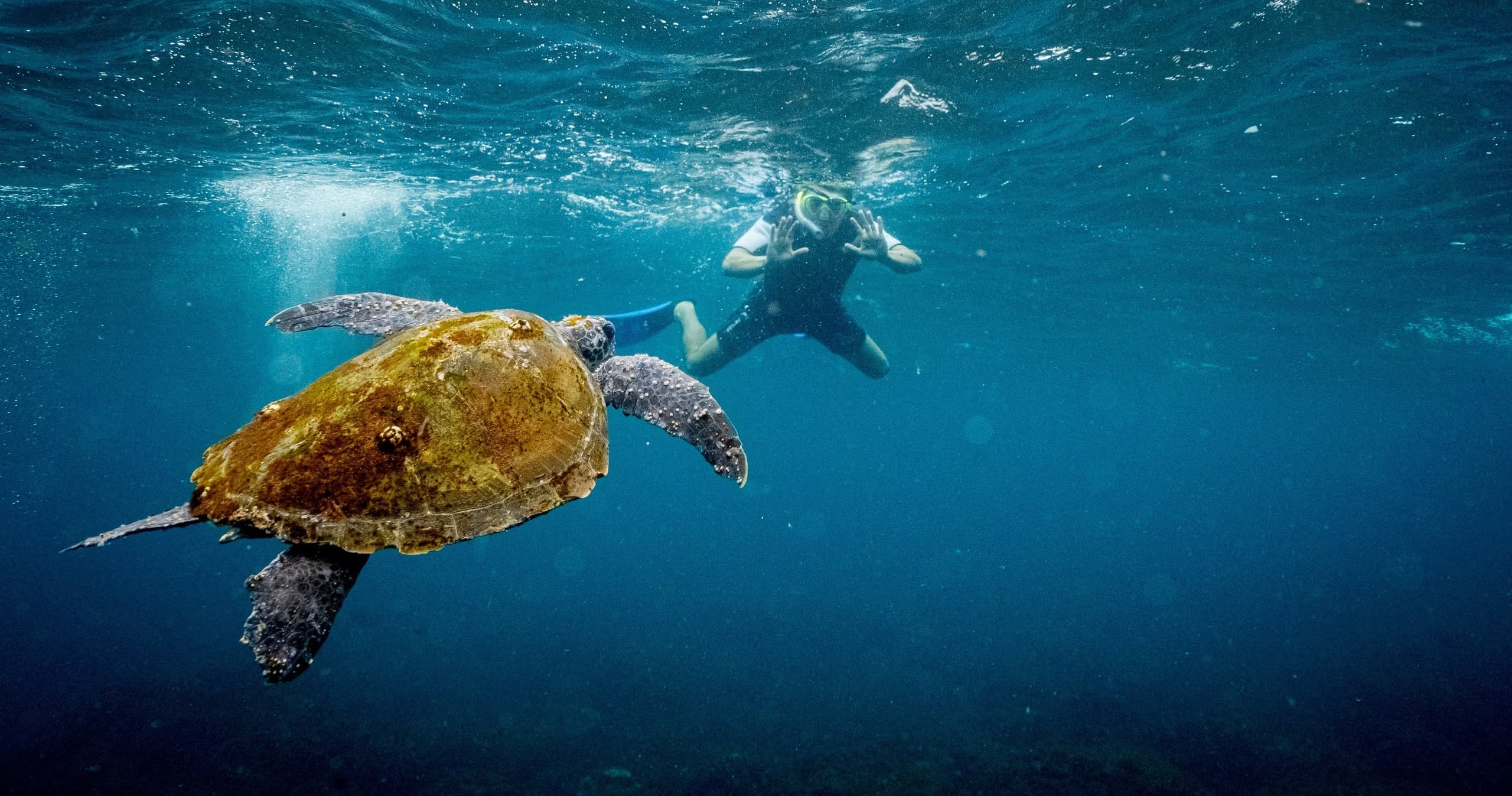 Water Activities & Cook Island Aquatic Reserve at Gold Coast Dive Centre