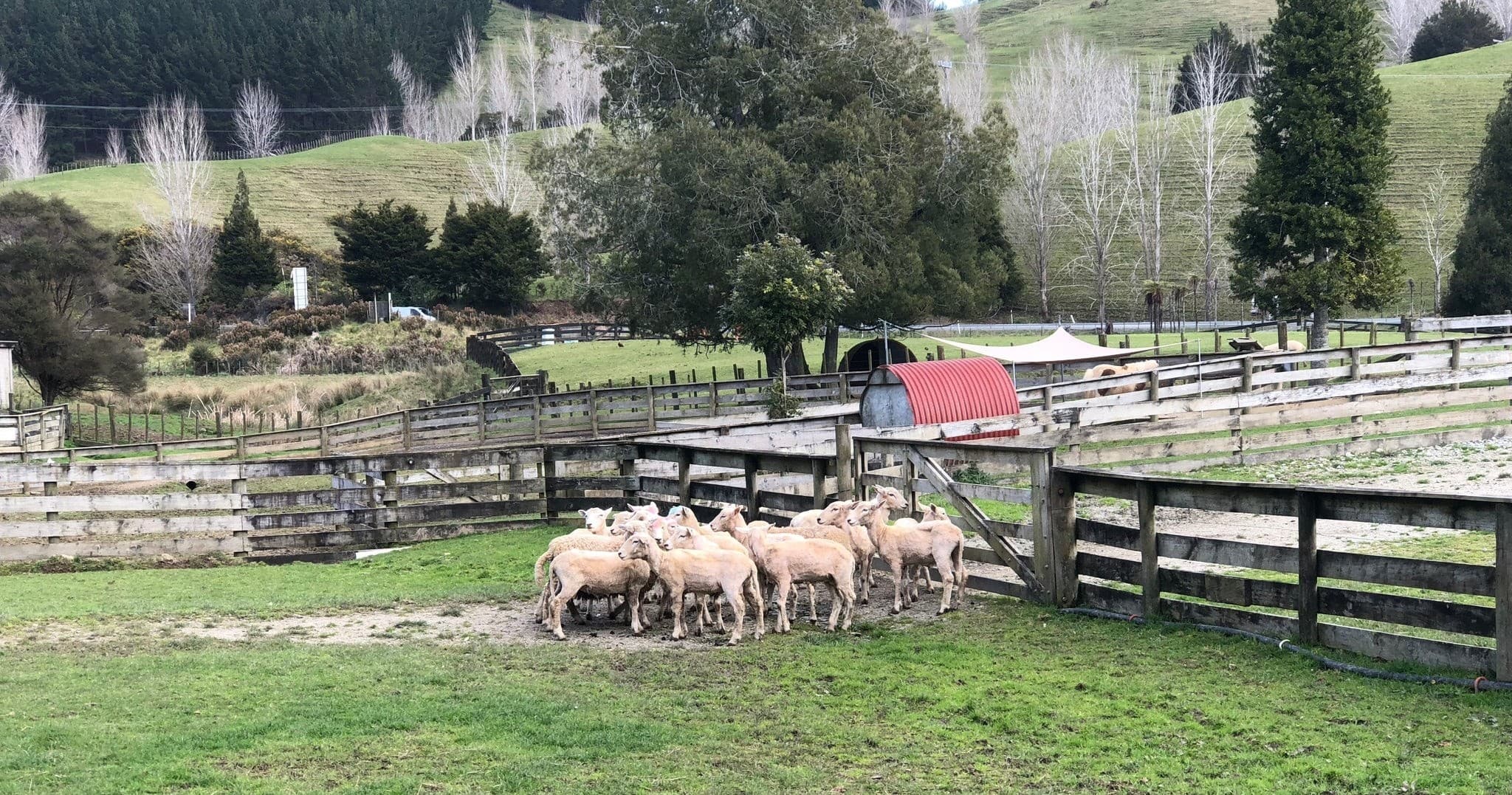 Sheep flock grazing in rural New Zealand farm paddock