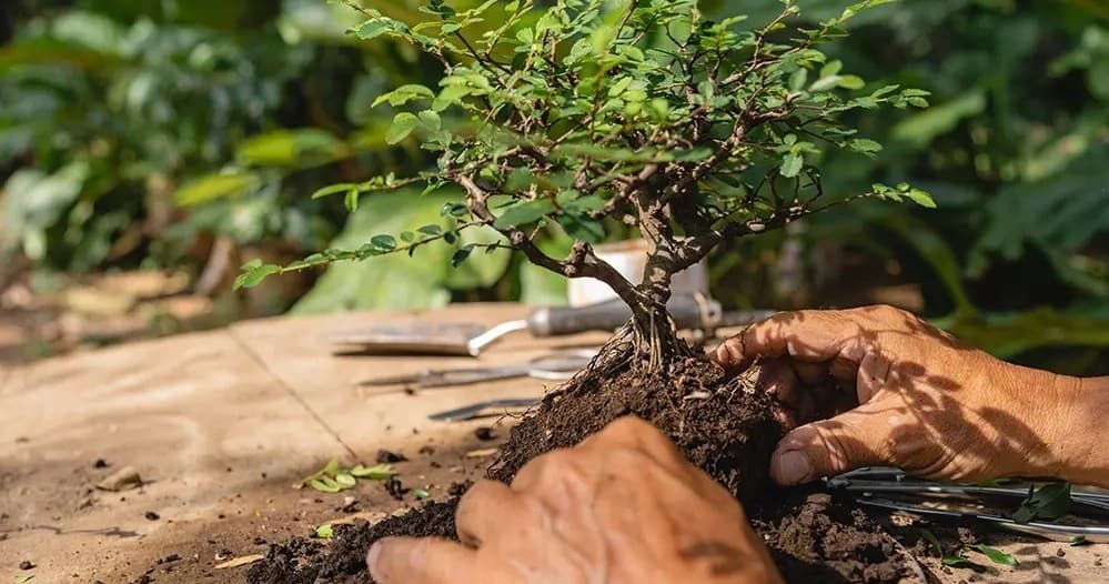 Land Adventures at Hacienda La Norma: Bonsai Workshop