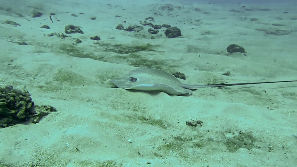 Stingray gliding over sandy seabed on a tranquil shallow reef