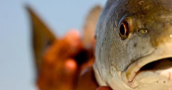 Inshore Fishing Six Hour Charter with The Reel Deal Charters