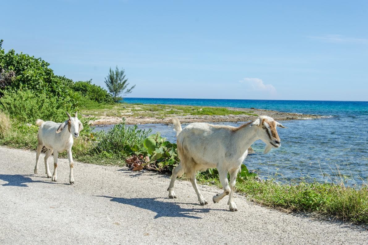 Cuba Land Adventure: Havana to Guamá & Bay of Pigs with Nostalgic Today