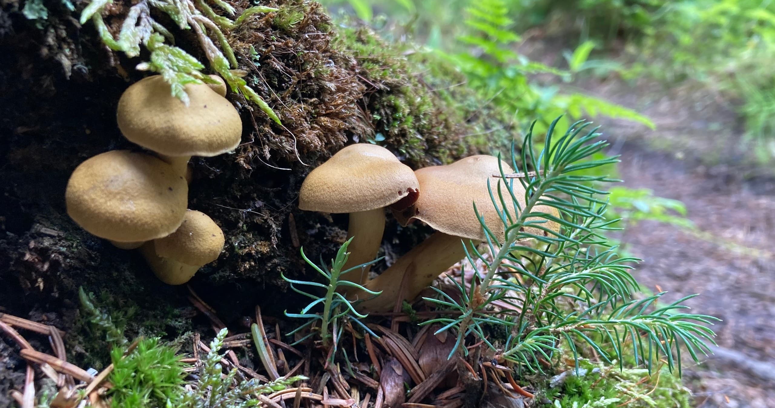 Explore Alaskan Fungi: Mushroom Identification & Mycology Workshop in Homer