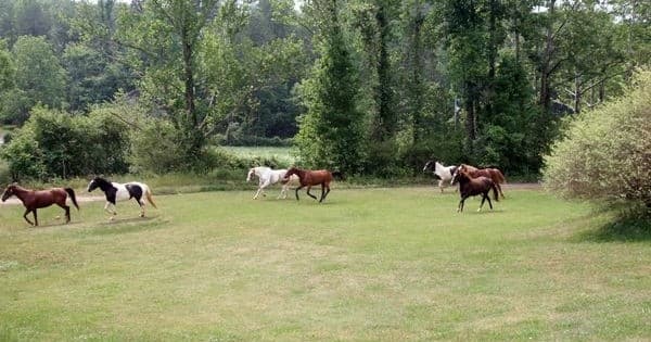 Discover North Georgia’s Scenic Trails on a Half Day Guided Horseback Ride