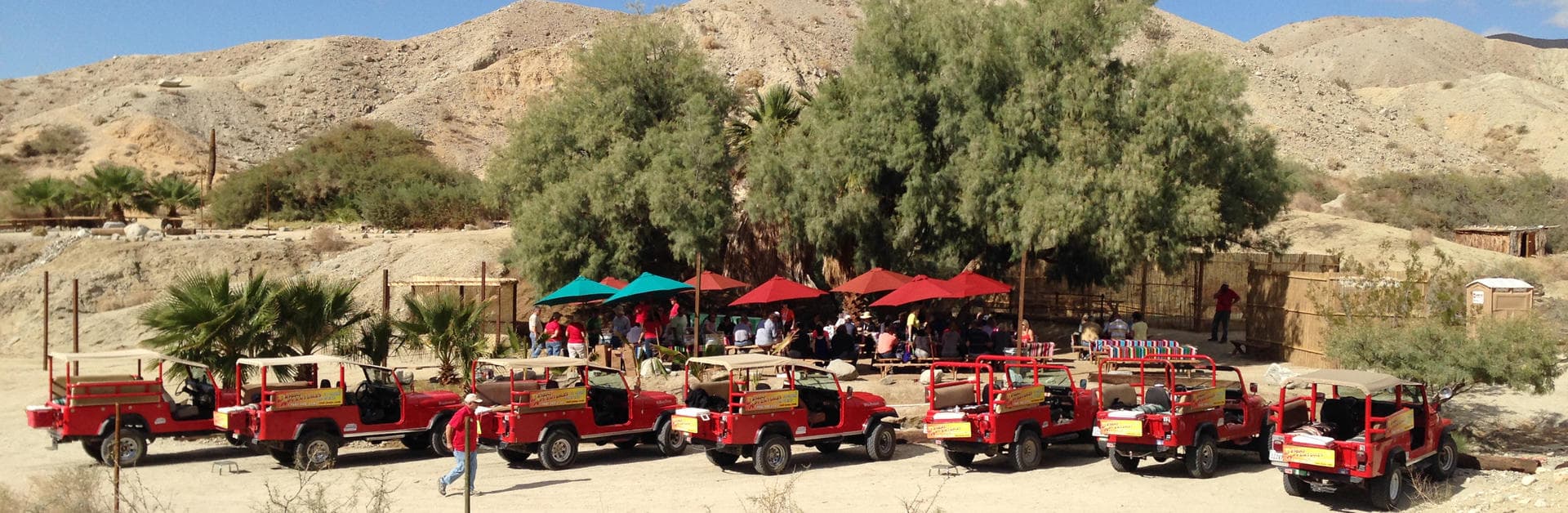Fleet of red jeeps staged in desert oasis for offroad tours