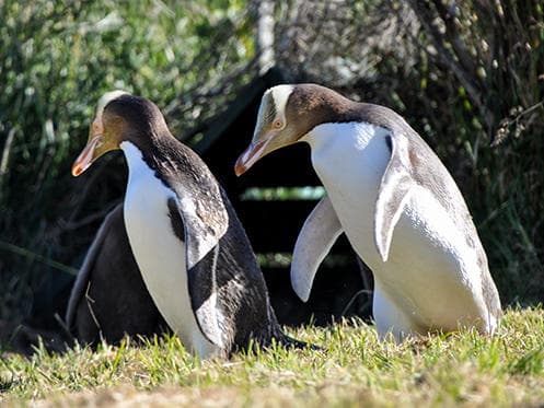 Discover New Zealand’s Otago Peninsula: Iconic Wildlife Tour Featuring Yellow Eyed Penguins