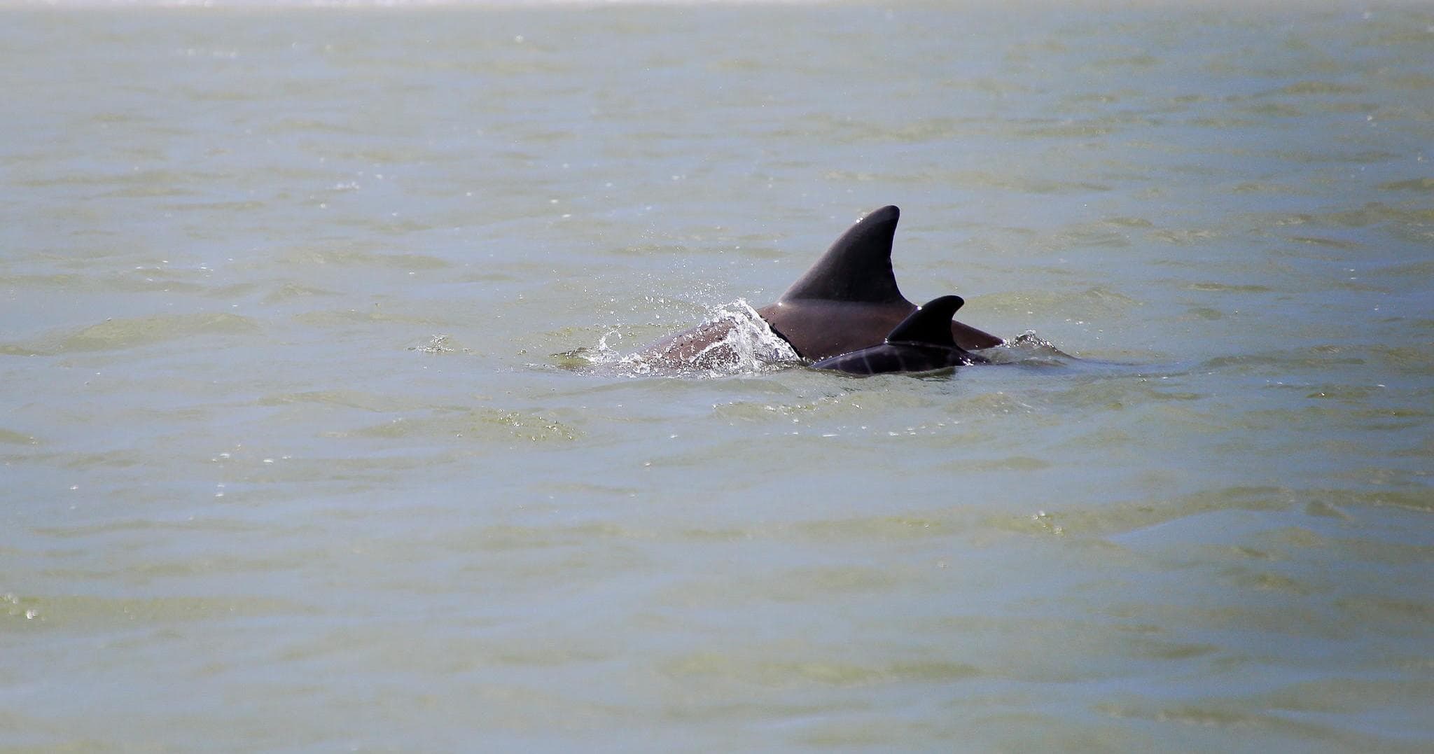 Dolphin Tour with Tideline Tours on Folly Beach