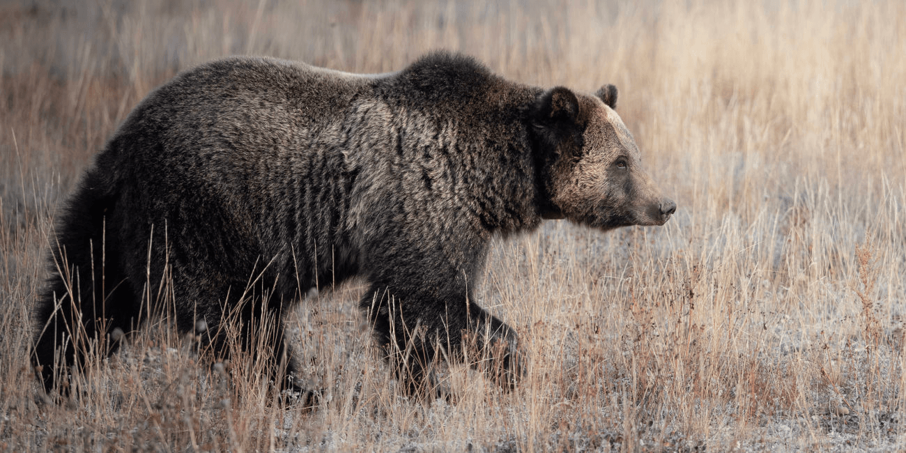 Wildlife & Landscape Photography in Grand Teton with Jackson Hole Wildlife Safaris