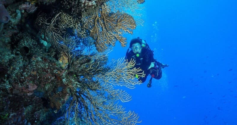 Water Activities: Private Dive Charter at Catalina Island