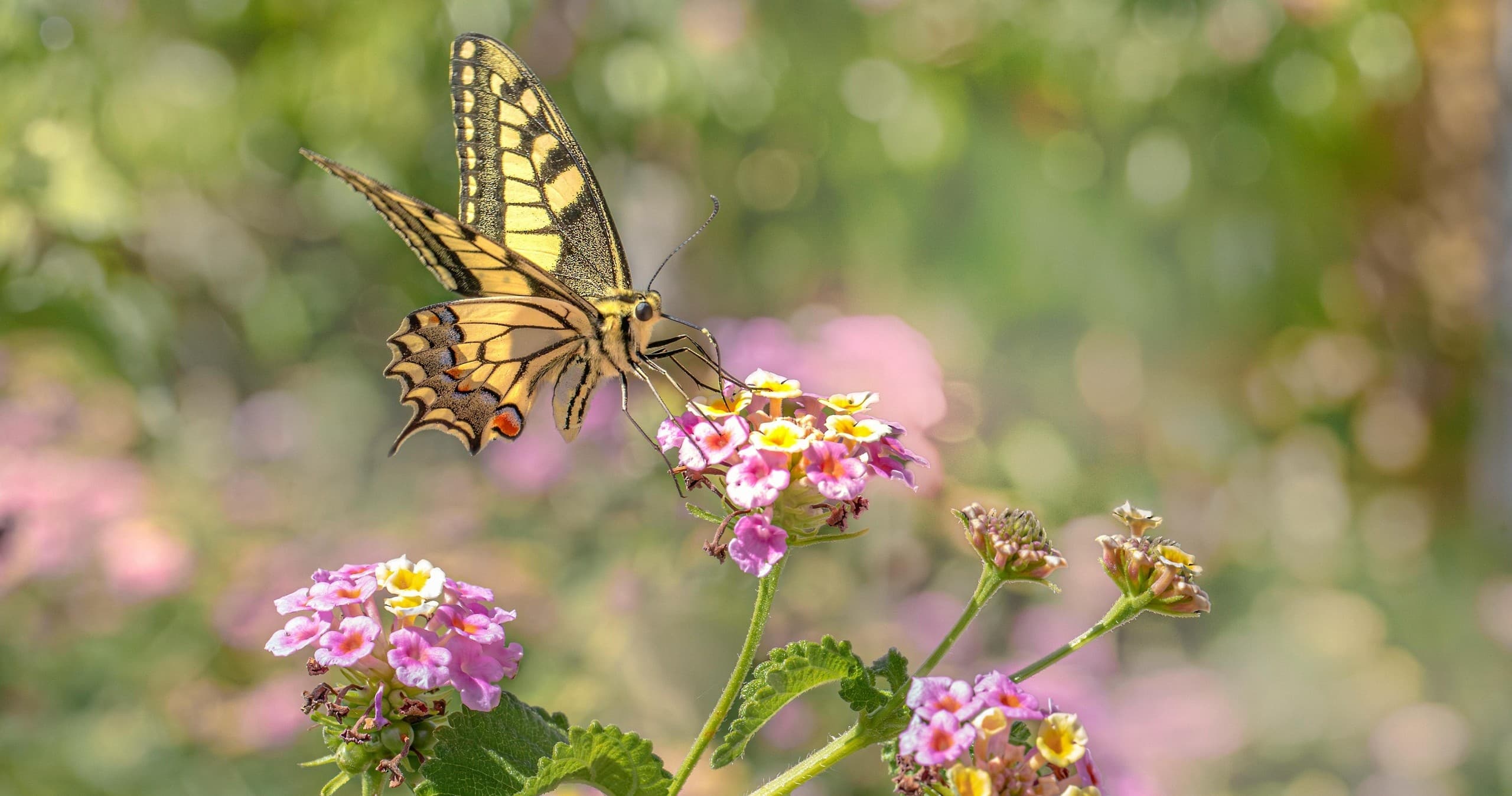 Monarch Tagging Cruise with Friends of Plum and Pilot Islands