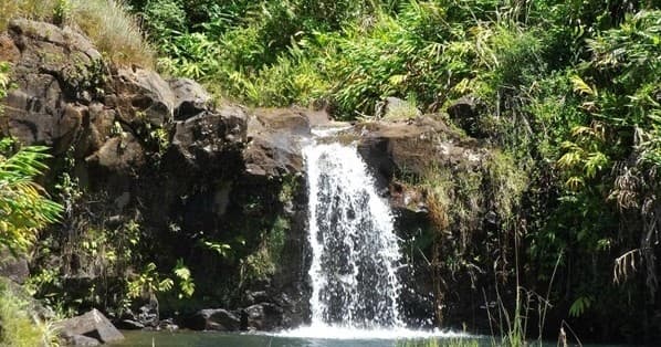 Botanical & Waterfall Swim Adventure at Mauna Kea Cloudforest Bioreserve