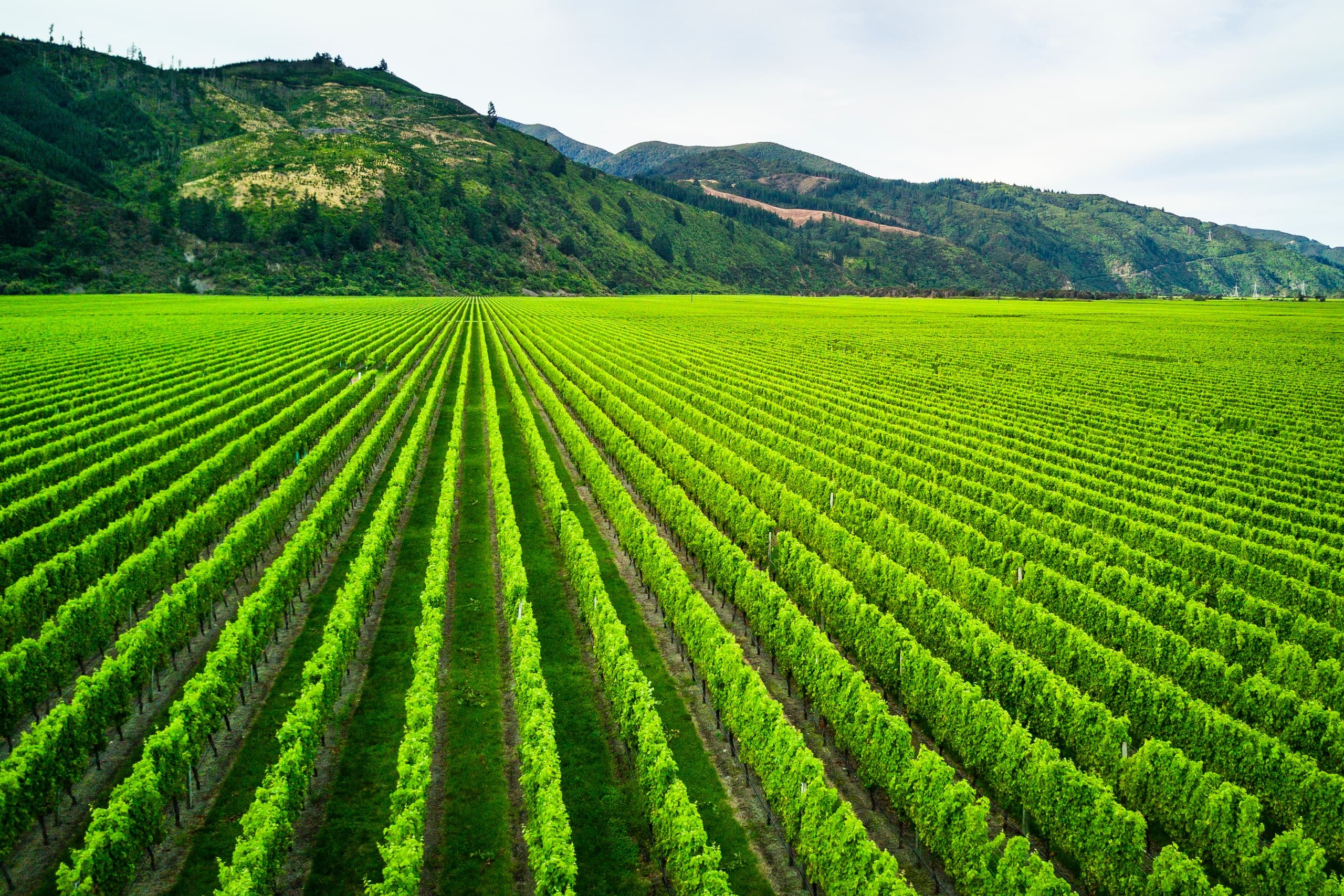 Marlborough Wine Tours: Spring Sip, Savour & Stroll