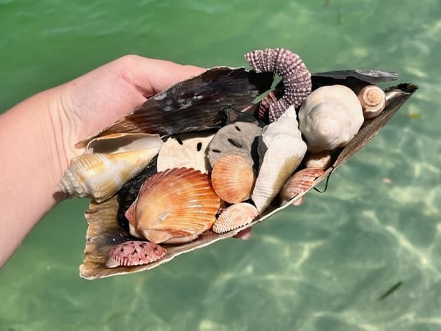Island and Sandbar Hopping from Holmes Beach: Snorkel, Shells & Private Sandbars photo 2