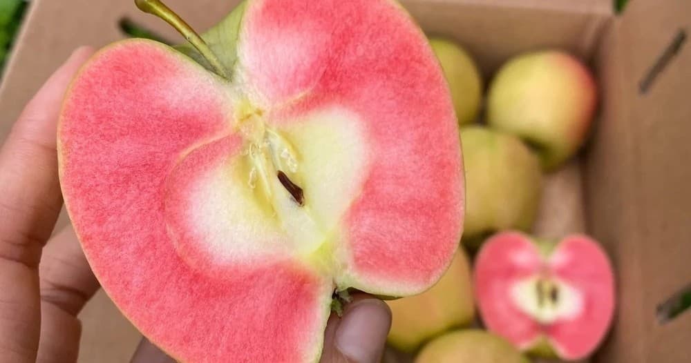 Porto Fruit Farm Experience | Guided Tour in Penha Longa | Food Tour, Farm, Wine