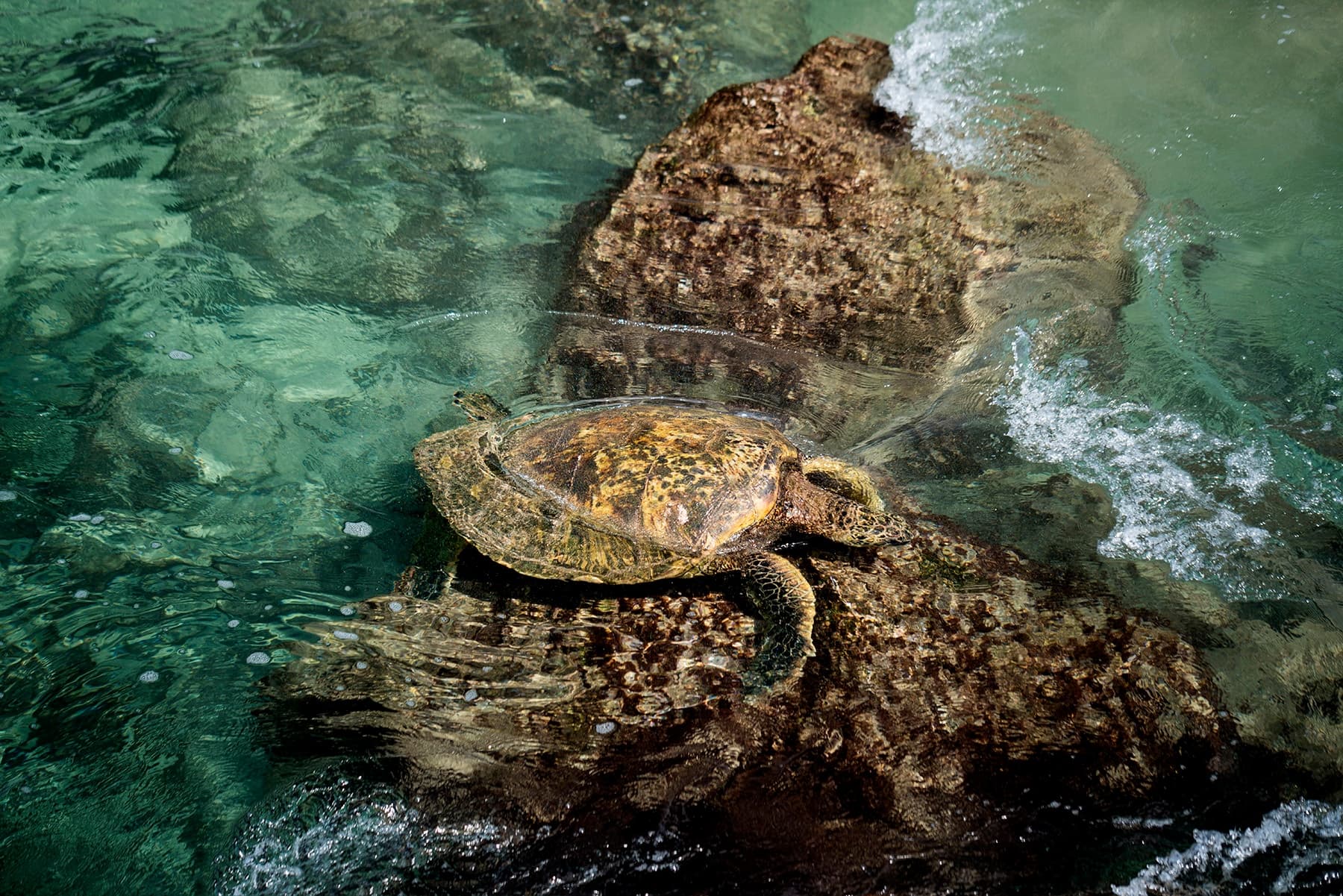 Sea turtle resting on rocky reef in clear Hawaiian waters