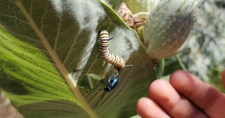 May Pollination Stations Adventure in Ogden, Utah