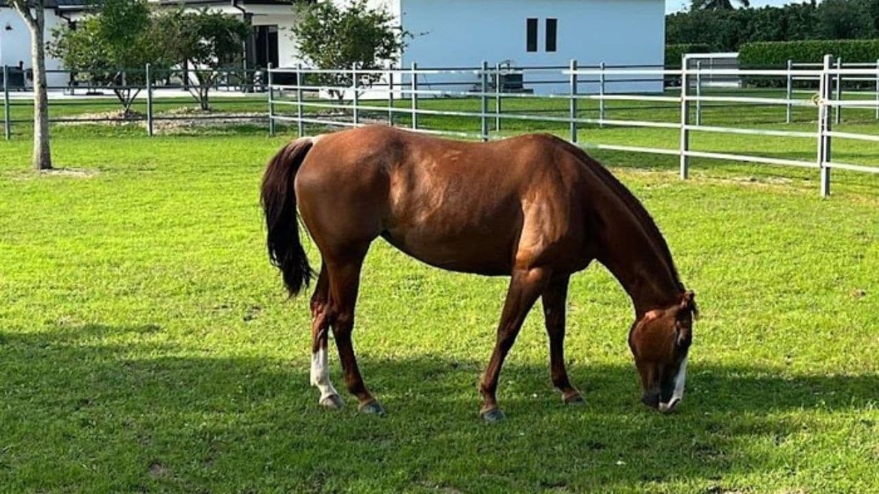 Horseback Riding in Miami Countryside: 1-Hour Guided Trail Ride Near Miami photo 2
