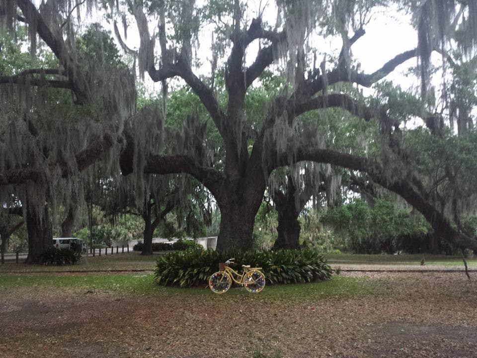 Ancient live oak draped with Spanish moss and parked bicycles