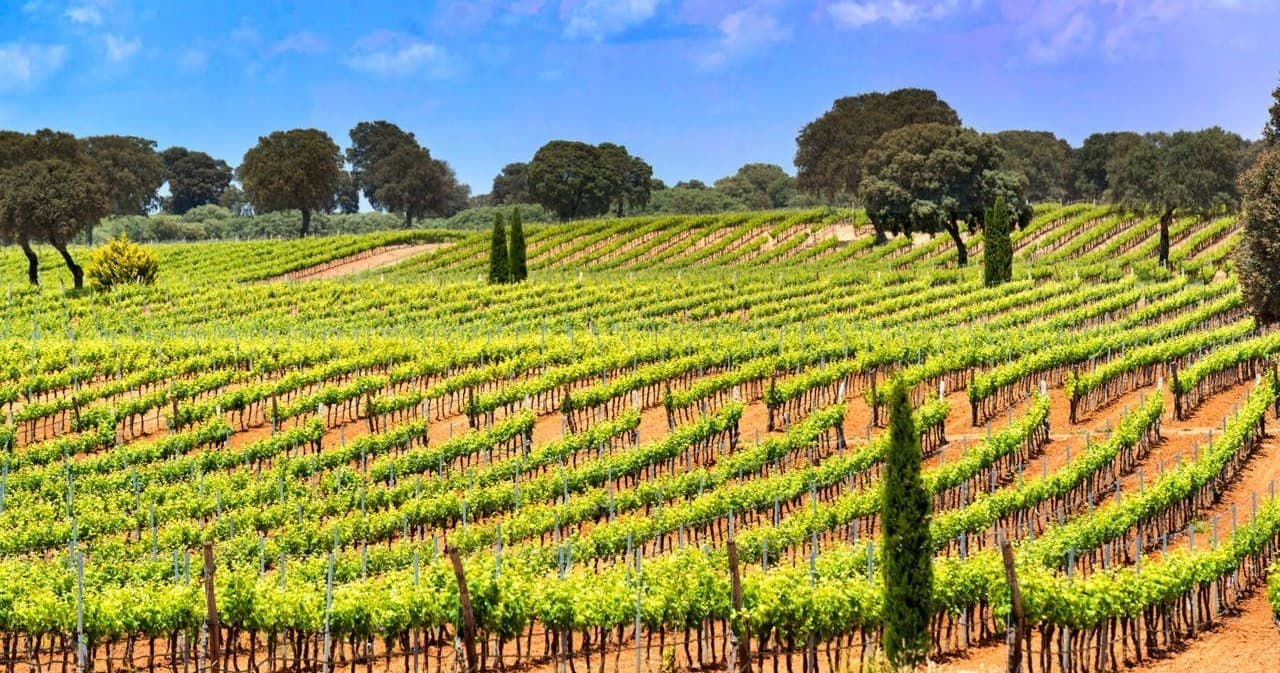 Toledo and La Mancha Private Wine Tour Day Trip from Madrid photo 1
