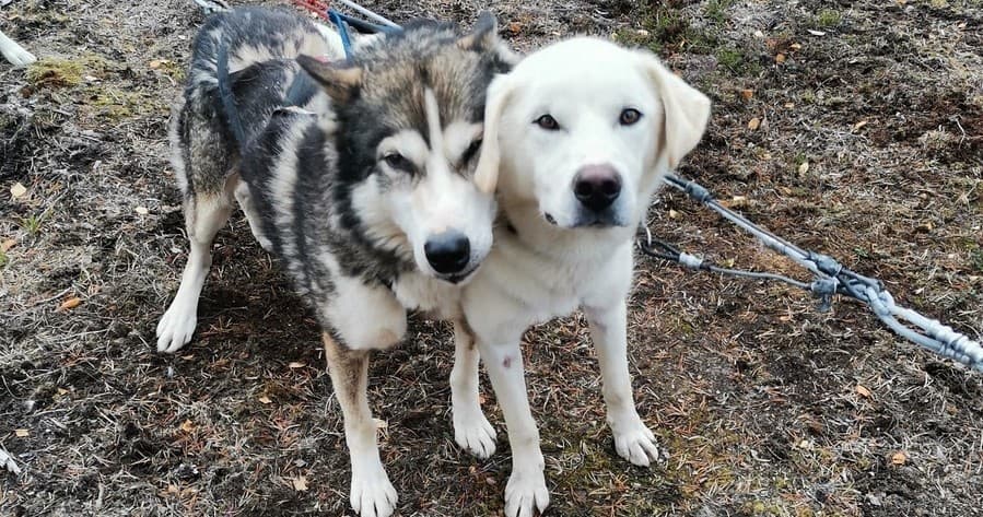 Land Adventures at Northern Lights Village Pyhä: Autumn Husky Safari